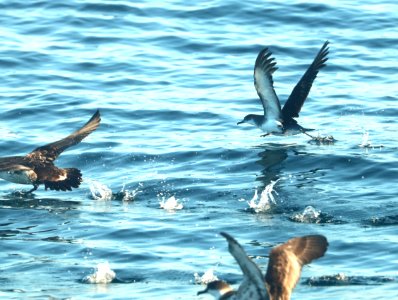 136 - MANX SHEARWATER (9-15-2918) MAS pelagic trip, out of bar harbor, me -15