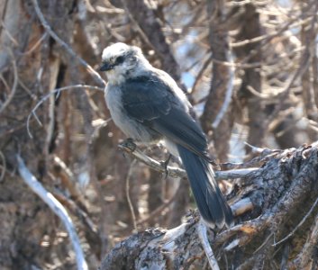 634 - CANADA JAY (8-7-2020) 11300 ft, near wolf creek pass, mineral co, co -02