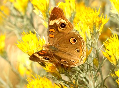 BUCKEYE, COMMON (Junonia coenia) (11-5-2018) harshaw road rabbitbrush patch, santa cruz co, az -01