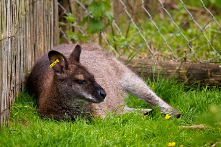 Marwell Wildlife