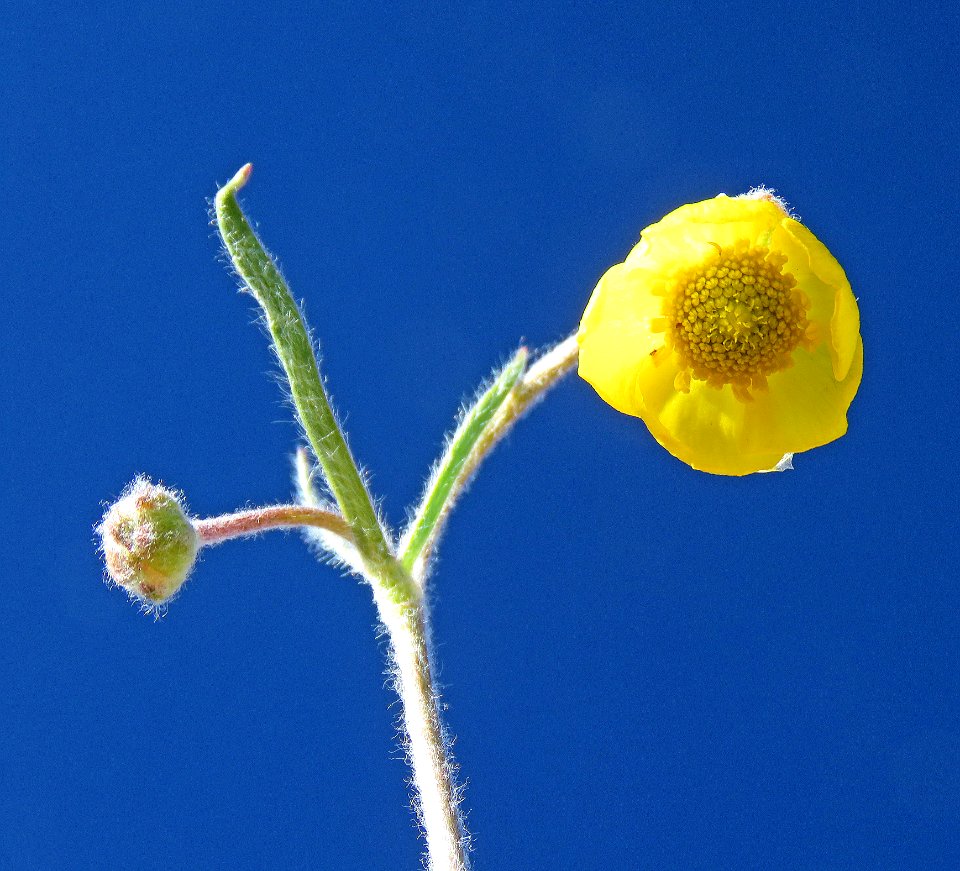 FLOWER, sp 2 (5-23-2020) terry flats, escdilla mts, apache co, az -02