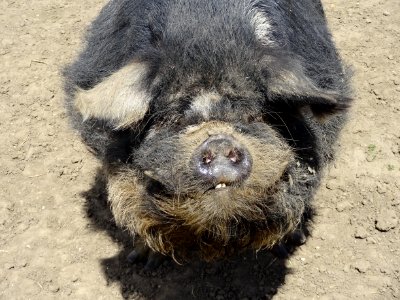 SMILEY PIG