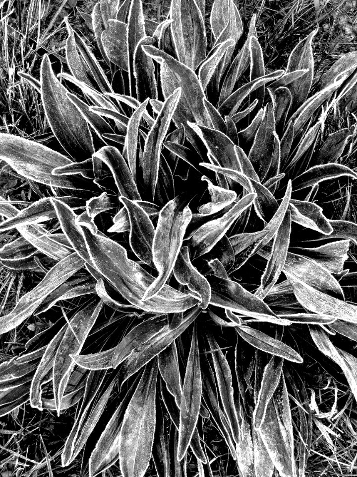 FROST ON LEAVES (7-26-2019) 9000 ft, just west of togwatee pass, bridger-teton nat for, teton co, wy -03 BW