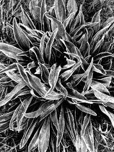 FROST ON LEAVES (7-26-2019) 9000 ft, just west of togwatee pass, bridger-teton nat for, teton co, wy -03 BW