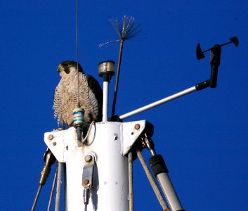 FALCON, PEREGRINE (11-21-07) photo