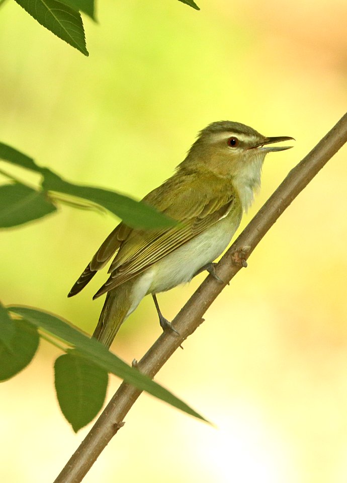 630 - RED-EYED VIREO (5-5-2019) lost maples state park, bandera co, tx -01