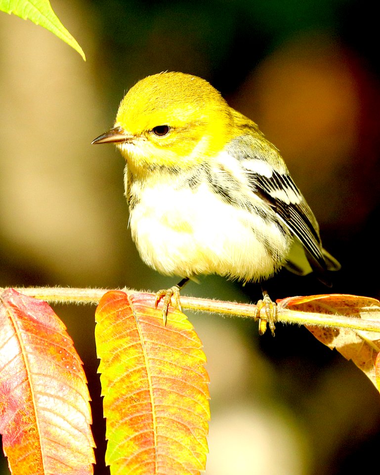 843 - BLACK-THROATED GREEN WARBLER (9-23-2018) waldo co, maine -05