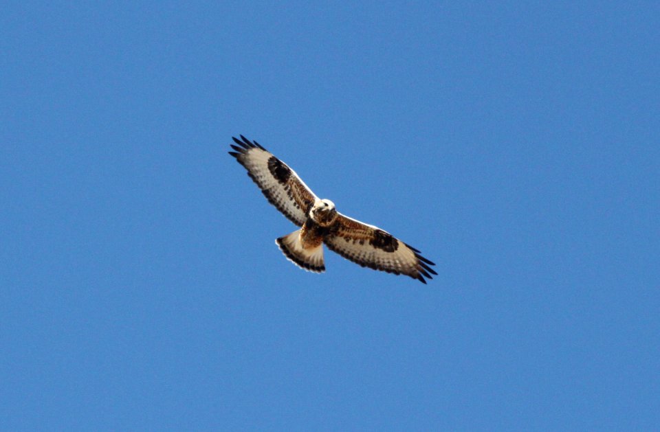 HAWK, ROUGH-LEGGED (11-9-09) adult female, sprague hill rd, carrizo, slo co, ca -01