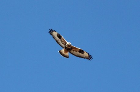 HAWK, ROUGH-LEGGED (11-9-09) adult female, sprague hill rd, carrizo, slo co, ca -01
