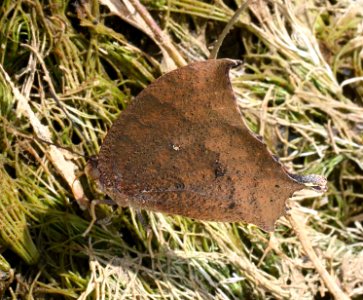 LEAFWING, TROPICAL (Anaea Aidea) (9-24-12) first stream crossing, road to ca gulch, pajarito mts, scc, az -01