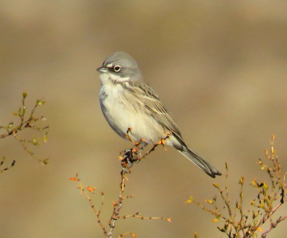 881.5 - SAGEBRUSH SPARROW (1-15-2021) kelbaker road exit, I-40, san bernadino co, ca (2)