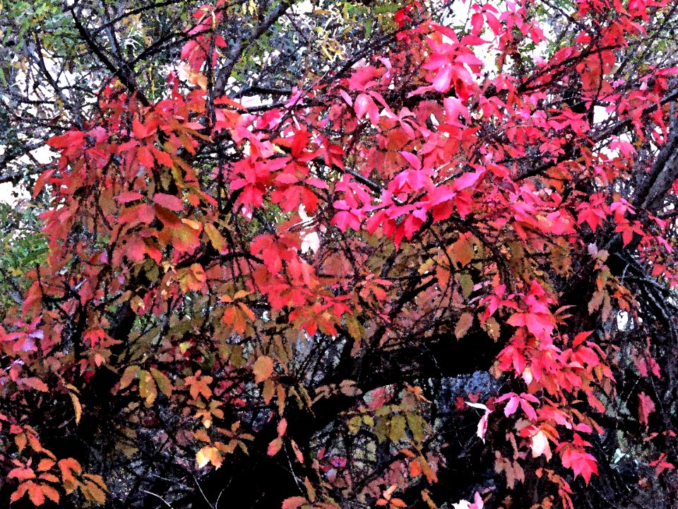 HUACHUCA MOUNTAINS, Ramsey Canyon, AZ (11-2-2019) fall color -25 PHOTOSHOP WATERCOLOR