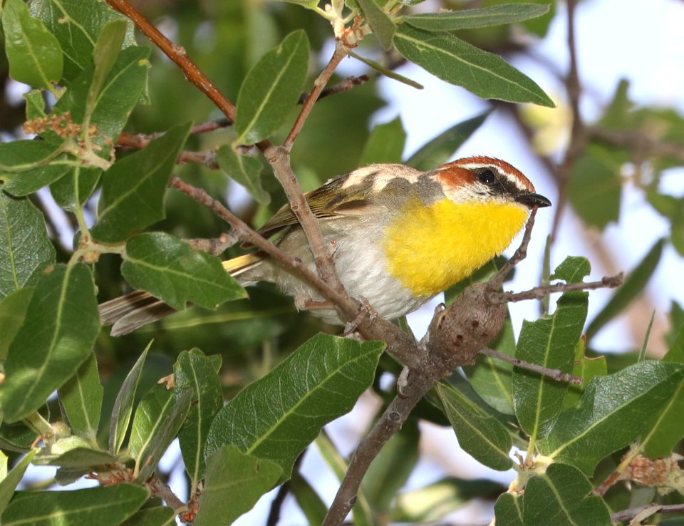845 - RUFOUS-CAPPED WARBLER (5-8-2020) guindani trail, whetstone mts, cochise co, az -04