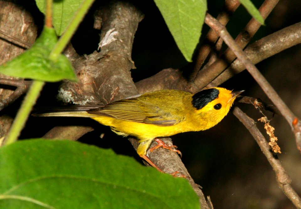 WARBLER, WILSON'S (6-15-09)