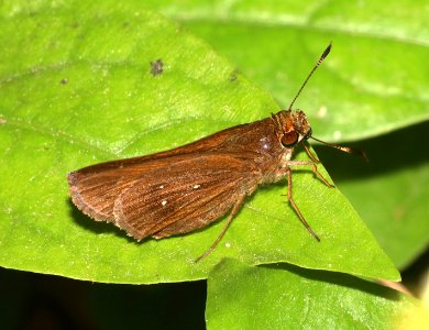 SKIPPER, DOUBLE-DOTTED (Decinea percosius) (11-1-2020) the butterfly center, mission, tx -05
