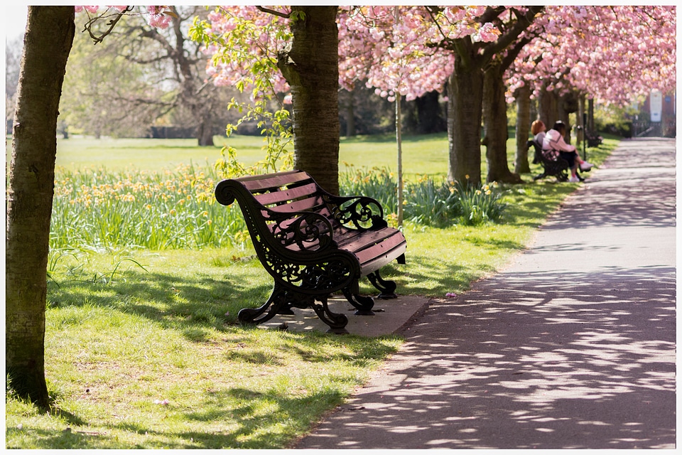 Spring blossom outdoor