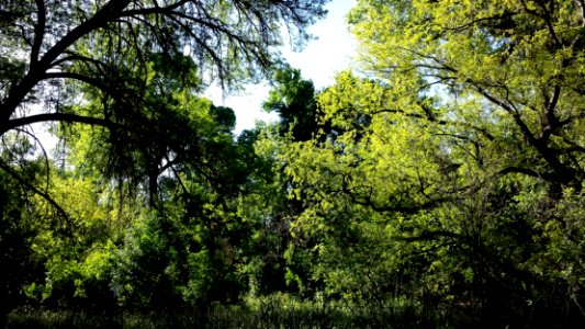 03e - BLUE HAVEN ROAD, along Sonoita Creek, west of Patagonia, Az (4-17-2015) -01jpg