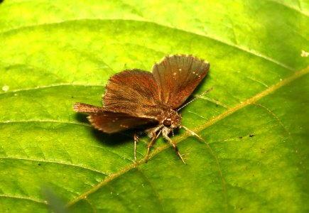 ROADSIDE-SKIPPER, LINDA'S (Amblyscirtes linda) (5-29-2018) pyatt access to crooked creek, marion co, ar -04