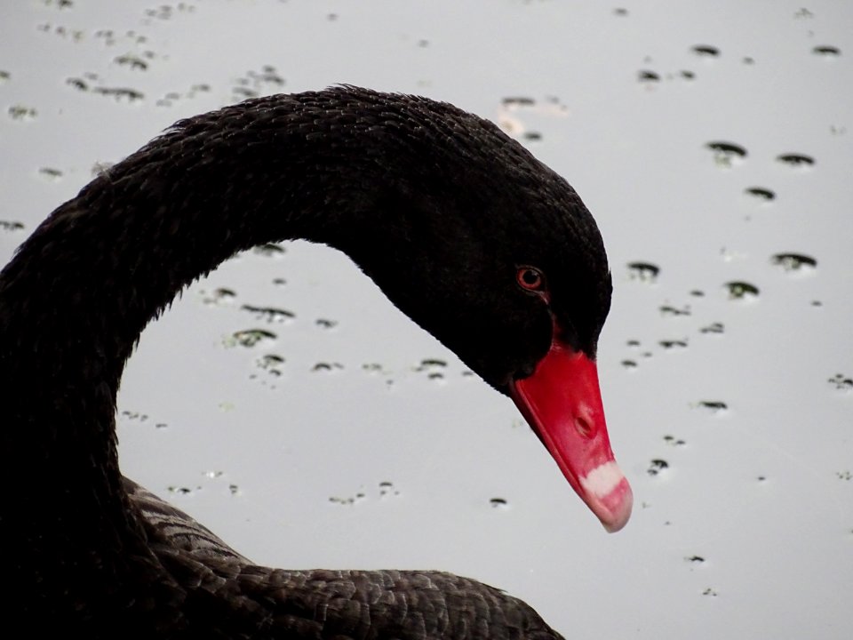 Black Swan