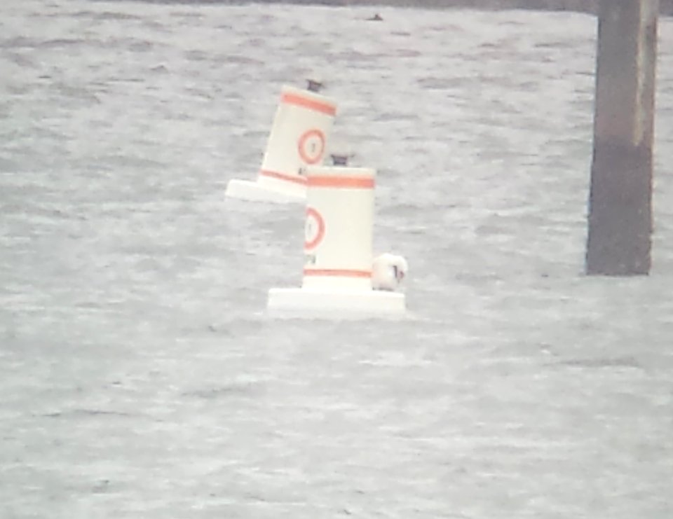 163.5 - NAZCA BOOBY (1-9-2018) coronado bay, san diego co, ca -22