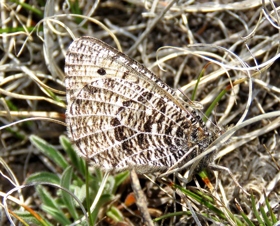 ARCTIC, ALBERTA (Oeneis alberta) (5-23-2020) terry flats, escdilla mts, apache co, az -22