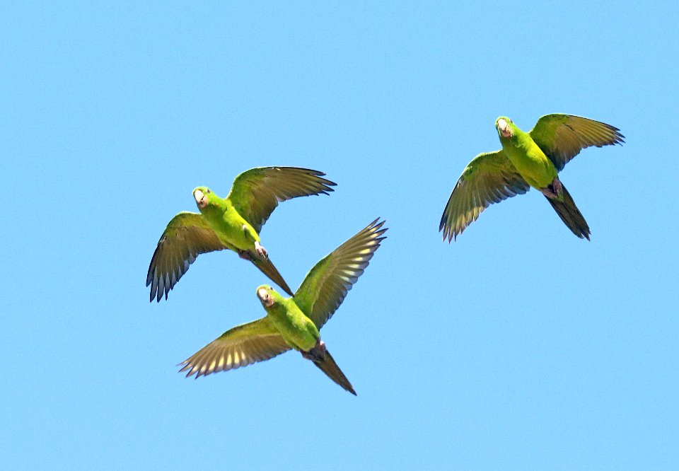 561 - GREEN PARAKEET (10-28-2020) americana r v park, mission, hidalgo co, tx -52