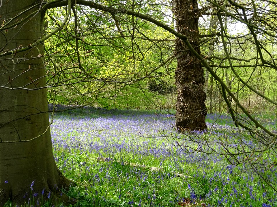 BLUEBELLS KEW GARDENS