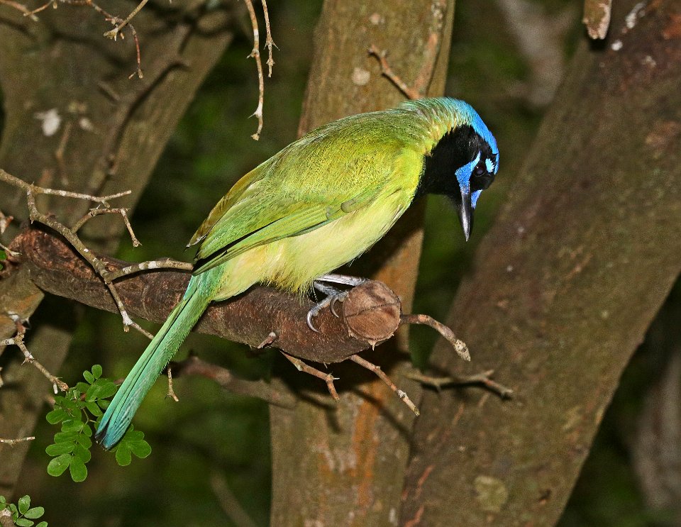636 - GREEN JAY (10-25-2020) laguna atascosa n w r, cameron co, tx -02