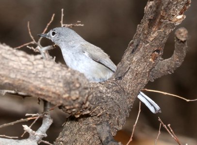 704 - BLACK-CAPPED GNATCATCHER (3-31-2018) patagonia lake, santa cruz co, az -01