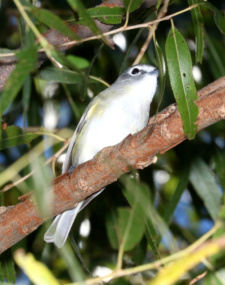 624 - PLUMBEOUS VIREO (11-8-2017) patagonia lake, santa cruz co, az -01