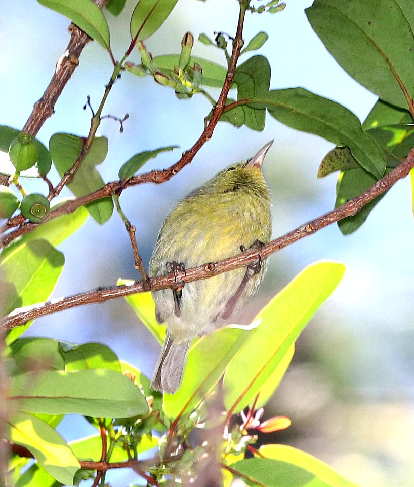 ANIANIAU (4-25-2018) kokee state park, kauai co, hawaii -03
