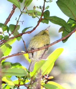 ANIANIAU (4-25-2018) kokee state park, kauai co, hawaii -03
