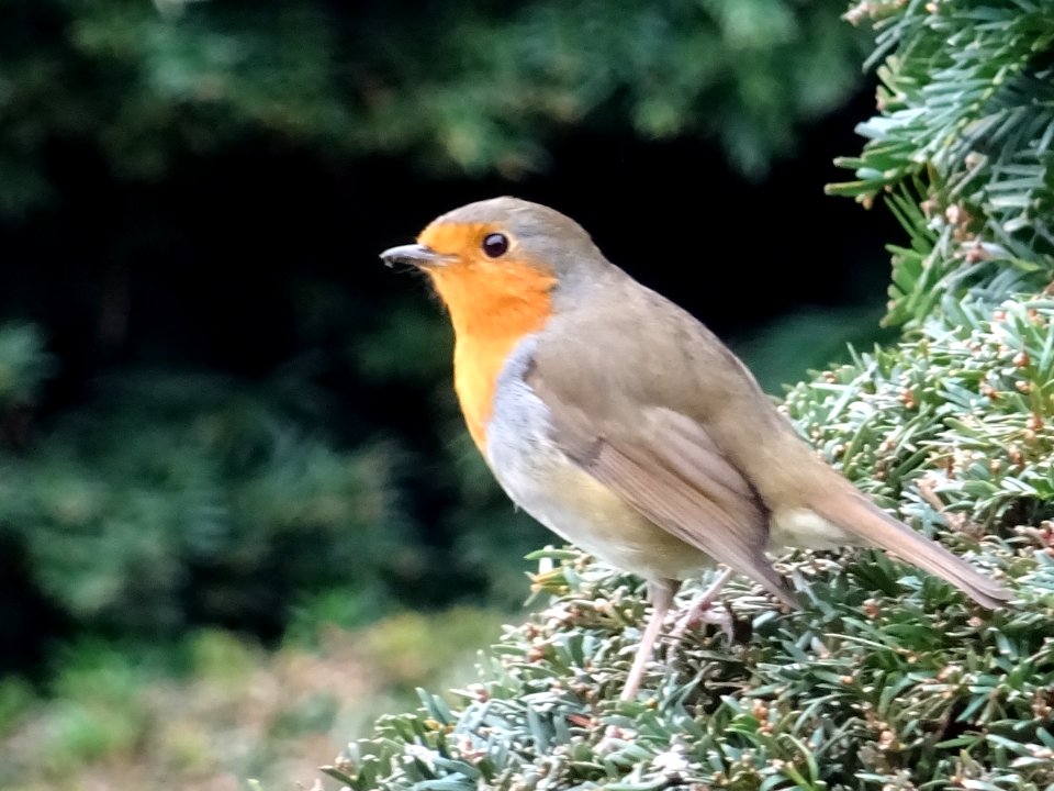 ROBIN