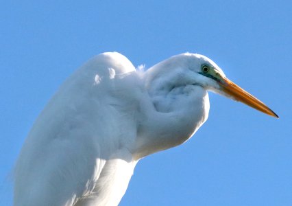 183 - GREAT EGRET (1-3-2020) key west, florida -04 photo