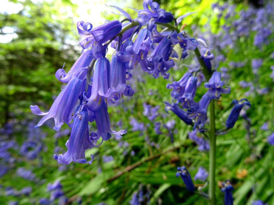 Bluebells