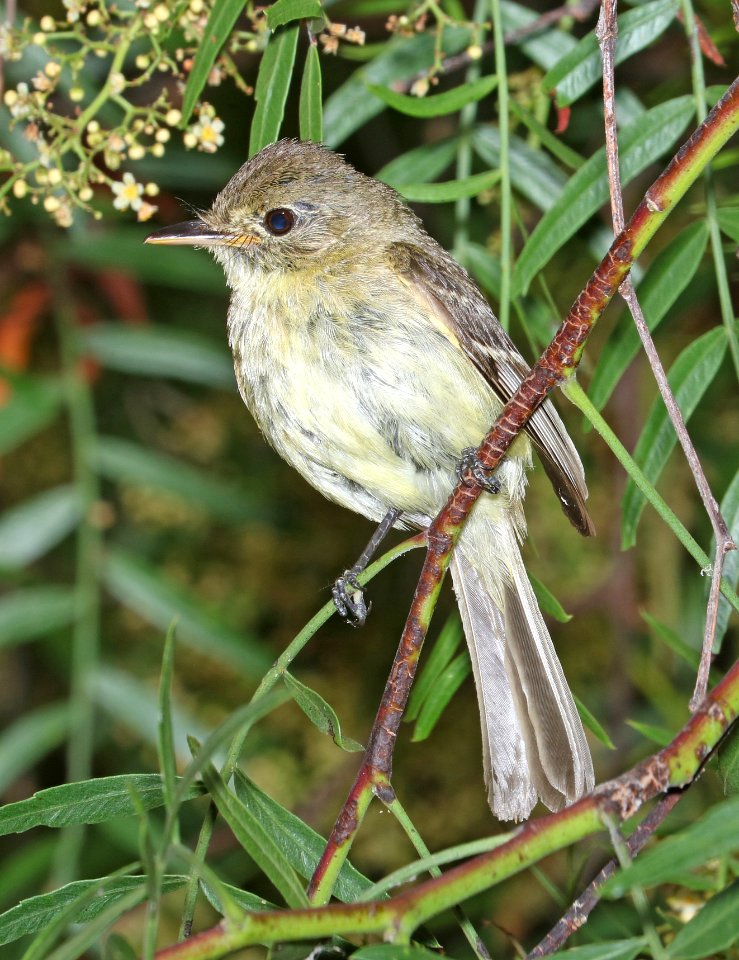 583 - PACIFIC-SLOPE FLYCATCHER (8-6-2017) sanluis obispo co, ca (4)