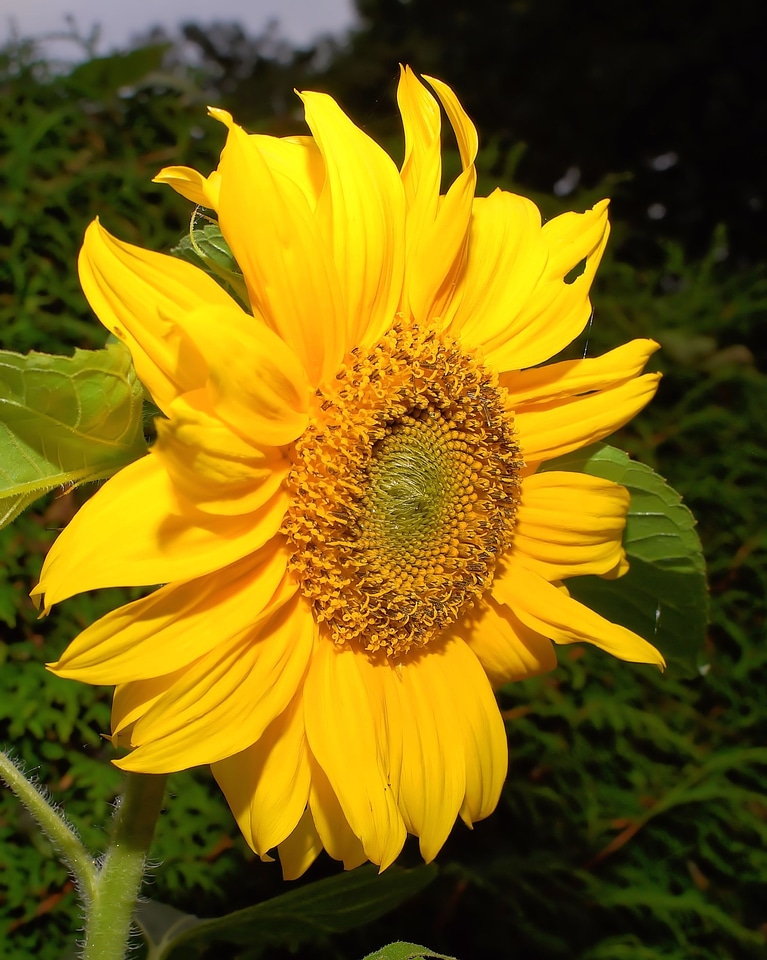Sunflower close up yellow flower