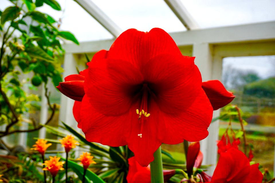 Walmer Castle Greenhouse Flowers.