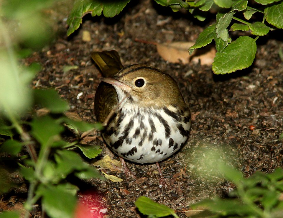 OVENBIRD (10-12-09) atascadero, slo co, ca -16