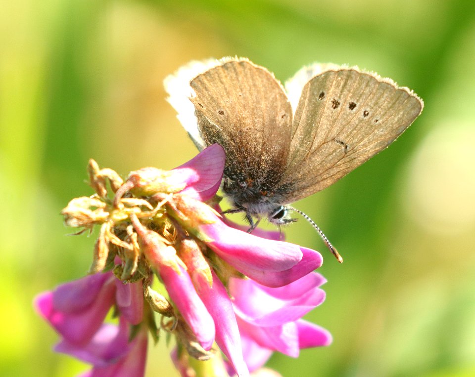 BLUE, SILVERY (Glaucopsyche lygdamus couperi) (6-13-2019) north of glenallen, ak -02