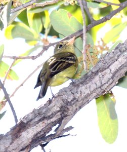 583 - PACIFIC-SLOPE FLYCATCHER (4-23-2015) pena blanca cyn, santa cruz co, az -01