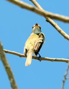 579 - LEAST FLYCATCHER (4-26-2019) convention center, south padre island, cameron co, tx -01