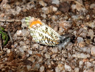ORANGETIP, SOUTHWEST (Anthocharis thoosa) (3-21-2020) guindani trail, whetstone mts, cochise co, az (9)