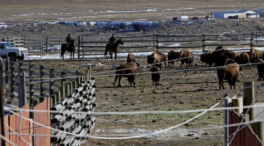 3 of 35 Park staff preparing to move bison in Stephens Creek bison pens 3119