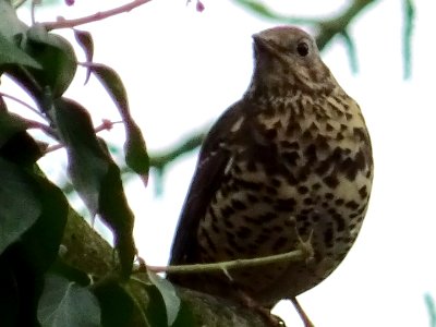 Song Thrush