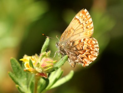 ELFIN, WESTERN PINE (Callophyruserphon)( (7-12-2019) medicine bow national forest, 8000 ft, carbon co, wy -01