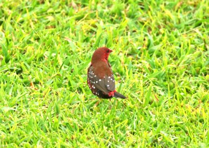 RED AVADAVAT (8-29-2017) pu'u anahulu - big island golf club, hawaii co, hawaii -05b male