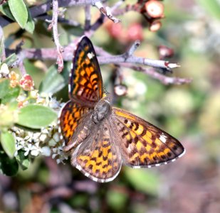 METALMARK, NAIS (Apodemia nais) (6-8-2020) incinerator ridge trail, catalina mts, pima co, az -04