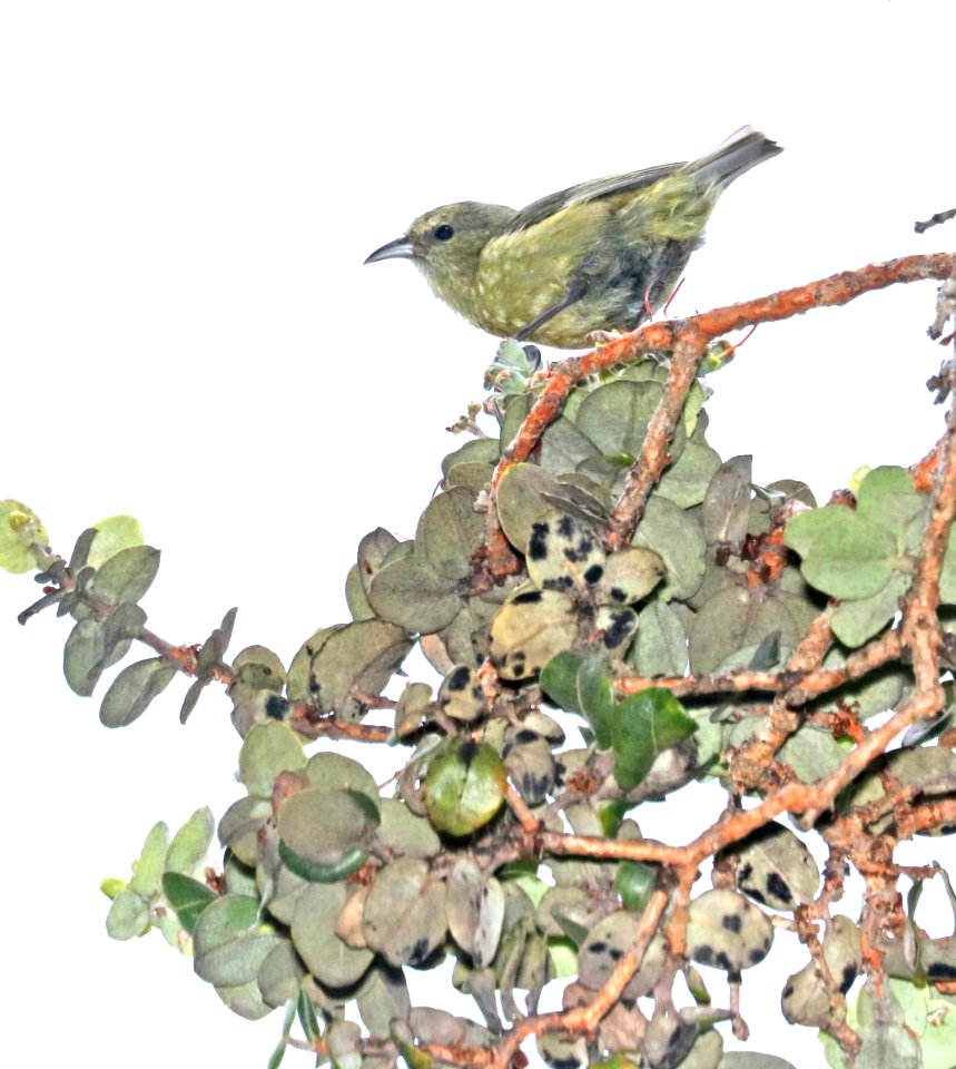 HAWAI'I AMAKIHI (8-30-2017) hakalau forest national wildlife refuge, hawaii co, hawaii-17 female