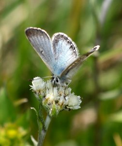 BLUE, SIERRA (Agriades podarce) (8-12-2017) 9945 ft, tioga pass, tuolumne co, ca -04